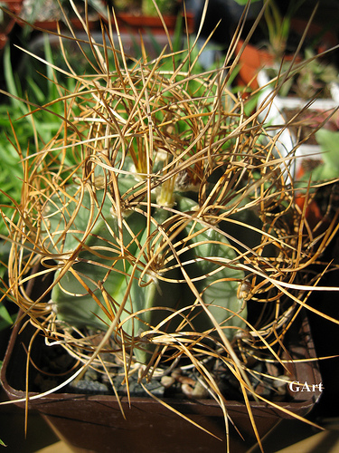 Astrophytum senile v. aureum 