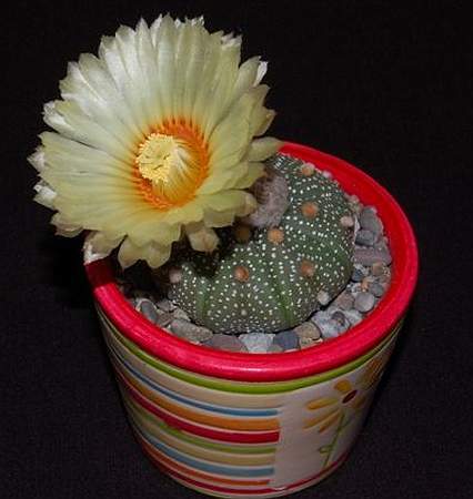 Ph Astrophytum asterias VitNat