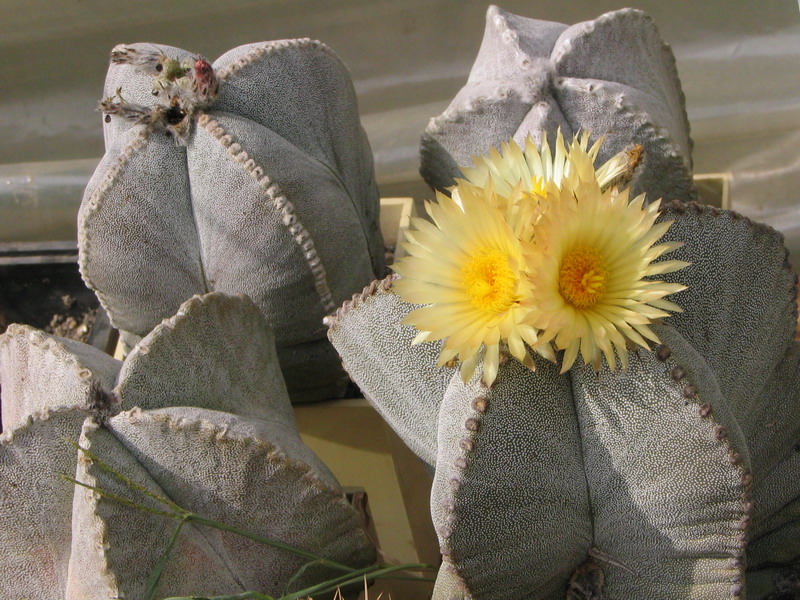 Astrophytum myriostigma