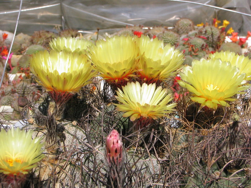 Astrophytum niveum