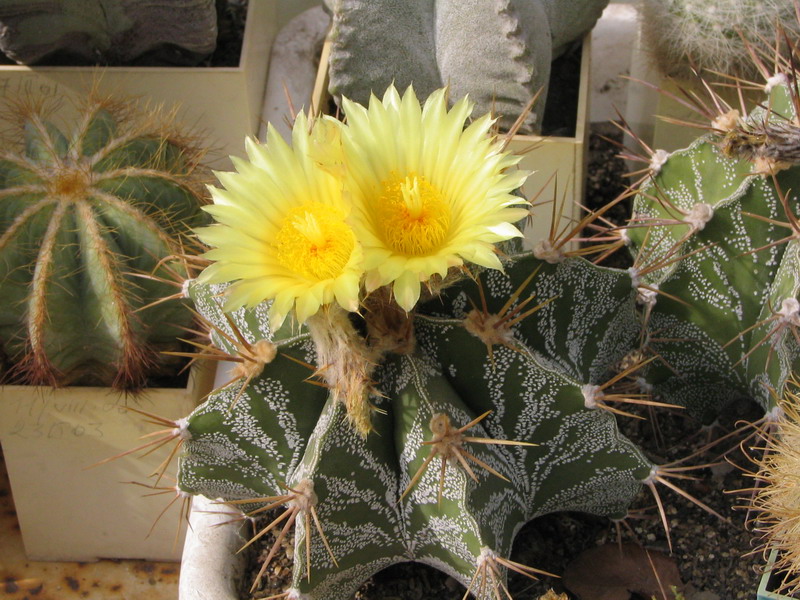 Astrophytum ornatum