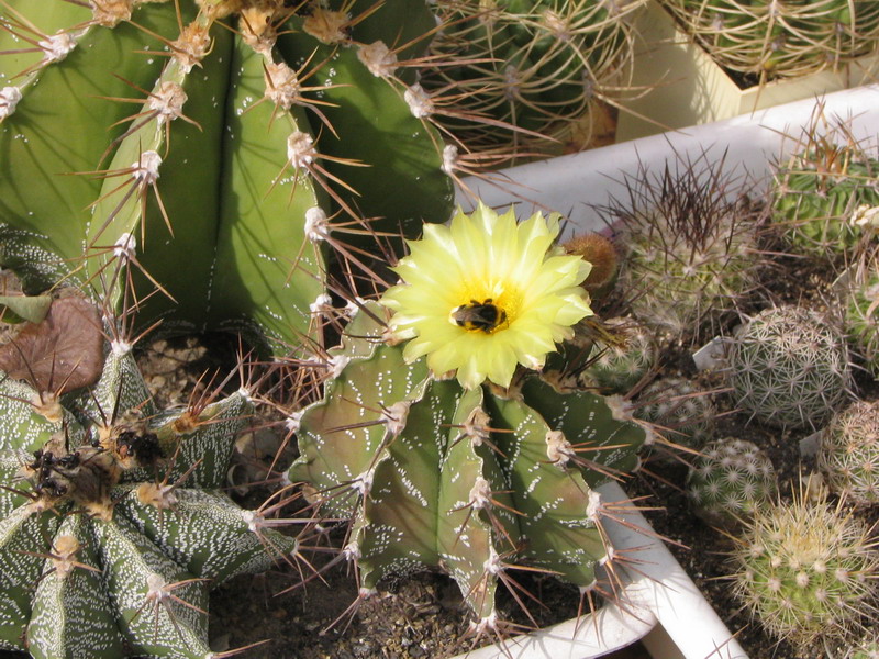 Astrophytum ornatum