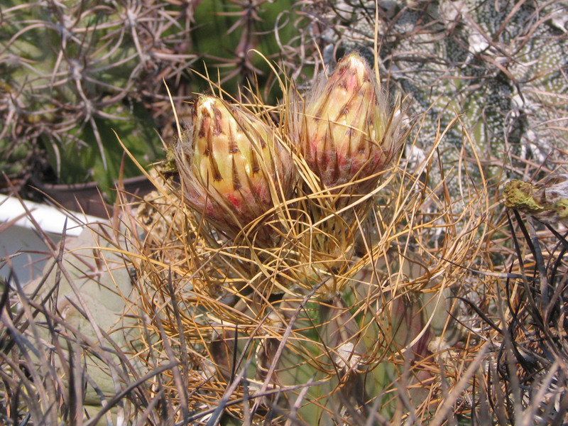 Astrophytum senile v. aureum