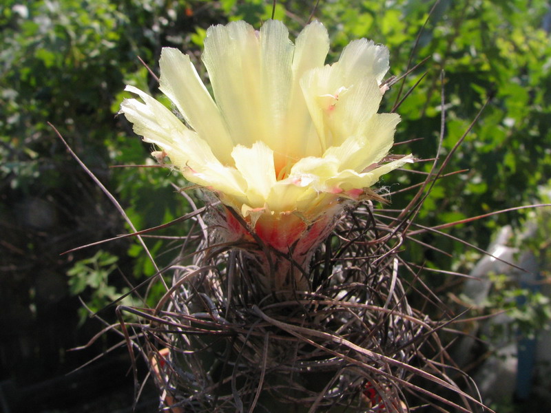 Astrophytum senile 