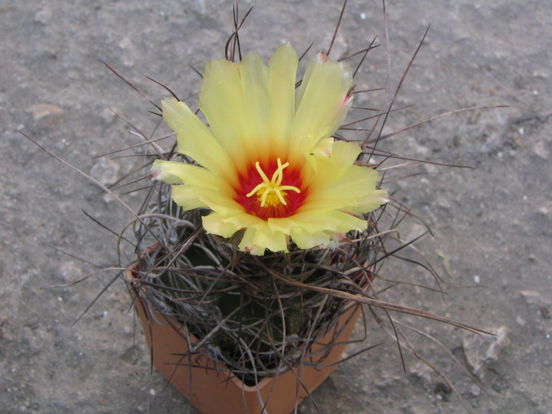 Astrophytum senile 