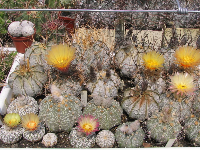 astrophytum fl5