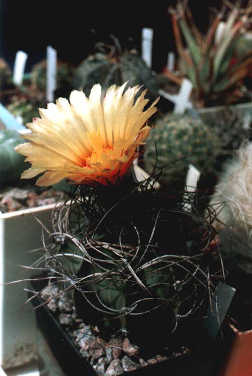 Astrophytum senile