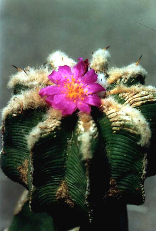 Aztekium hintonii