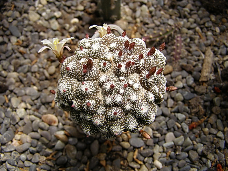 Blossfeldia liliputana