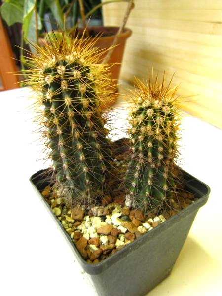 Carnegiea gigantea