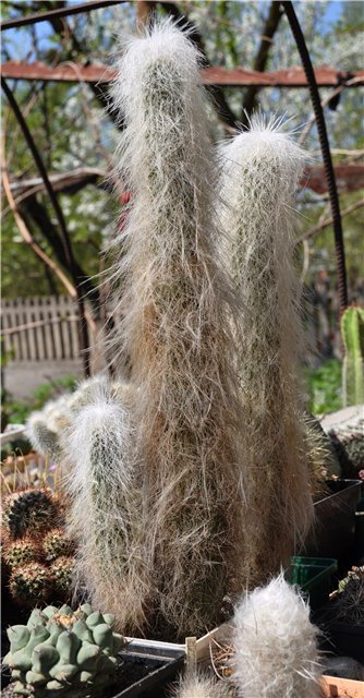 Cephalocereus senilis