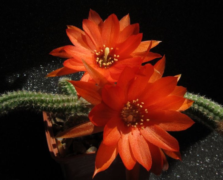 Chamaecereus silvestrii  Echinopsis chamaecereus  