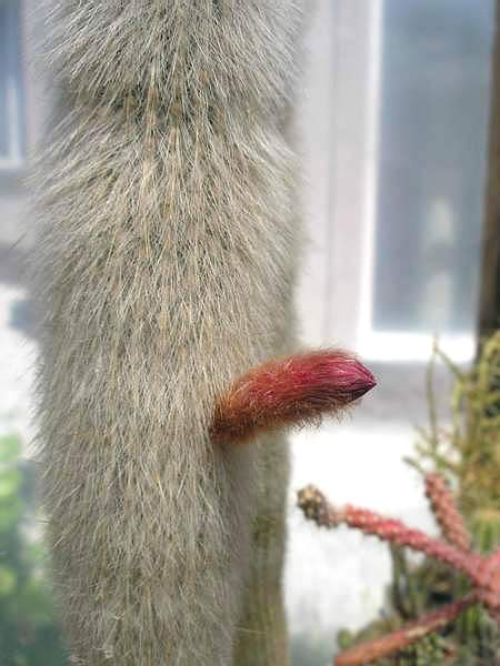 Cleistocactus strausii Ru FG