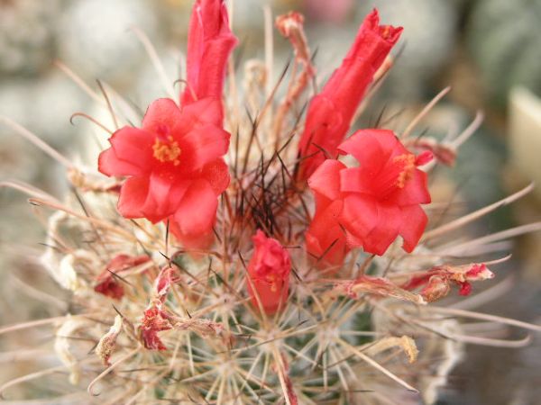 Mammillaria Cochemiea maritima