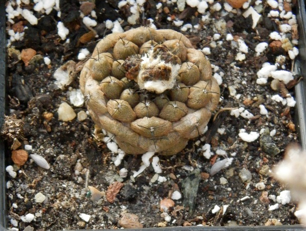 Copiapoa   hypogaea