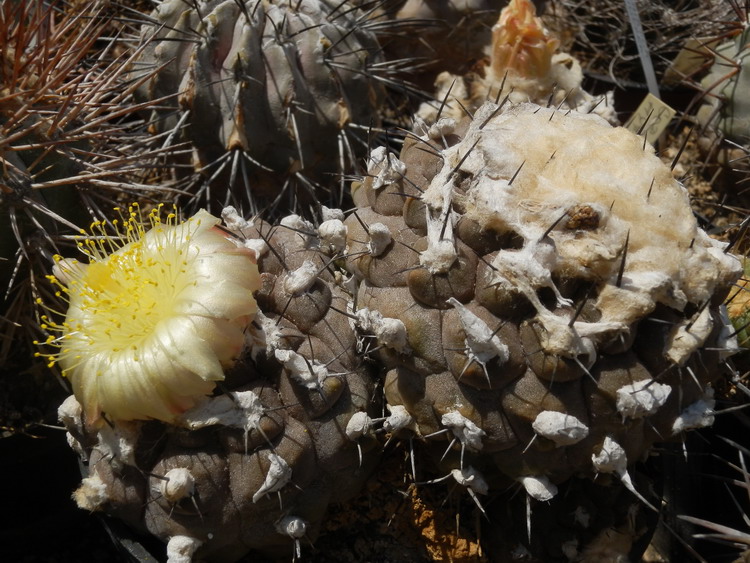 Copiapoa  hypogaea-02