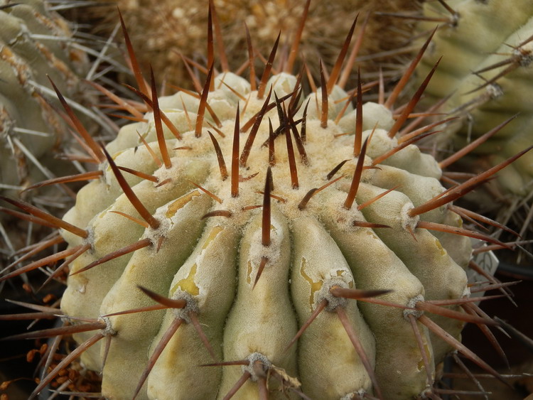 Copiapoa cinerea2