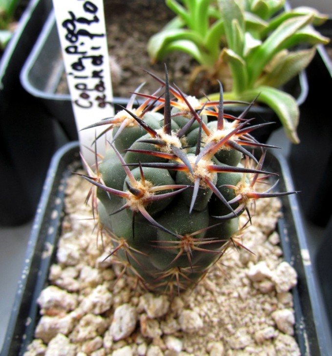 Copiapoa grandiflora