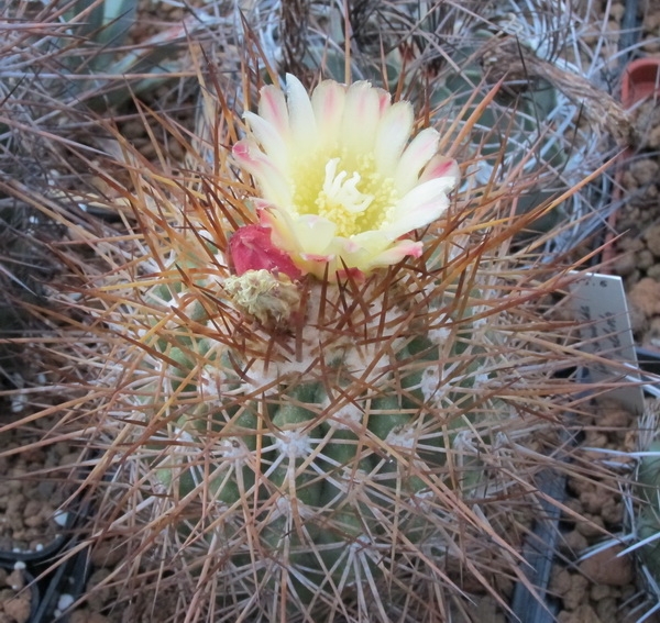 Copiapoa horniloensis WM108 Lavr FG