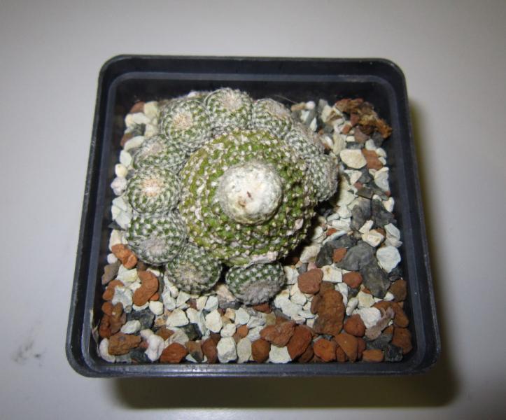 Copiapoa laui