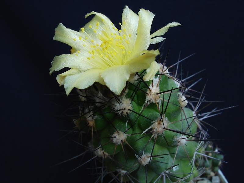 Copiapoa longispina Pechersky