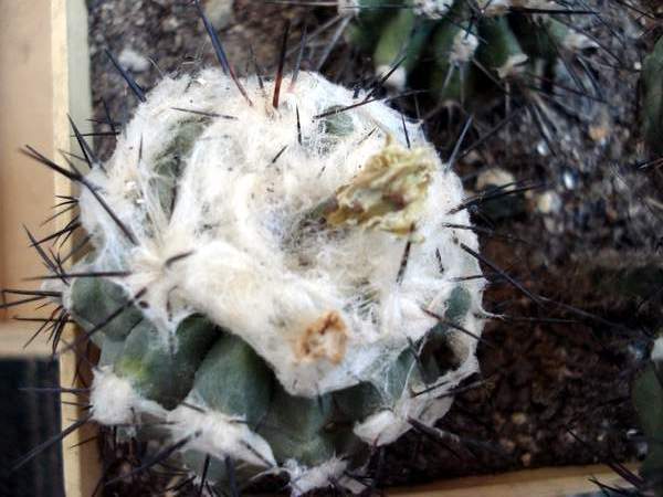 Copiapoa malletiana4