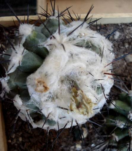 Copiapoa malletiana4Burzak FG