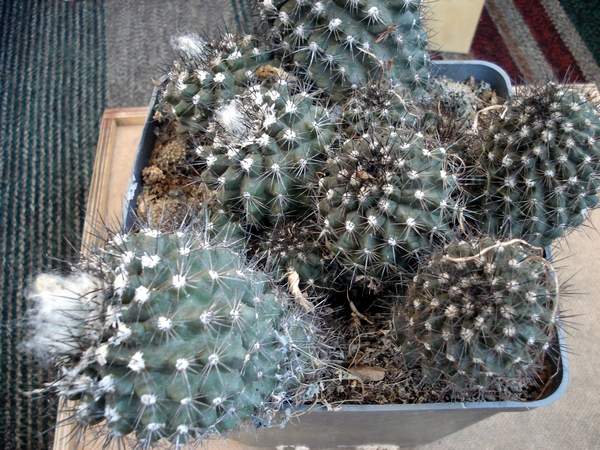 Copiapoa_maritima8.JPG