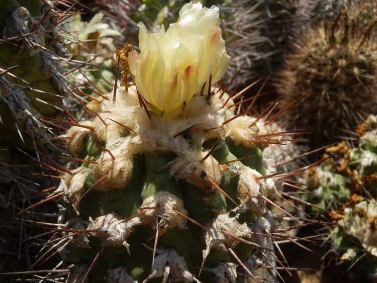 Copiapoa montana