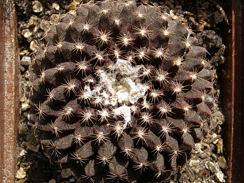 Copiapoa tenuissima