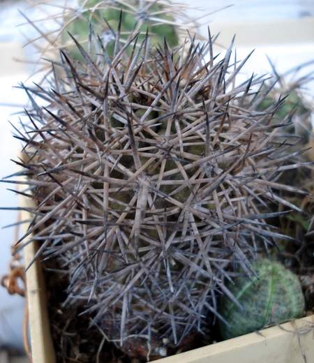 Copiapoa tigrillensis1 Burzak FG