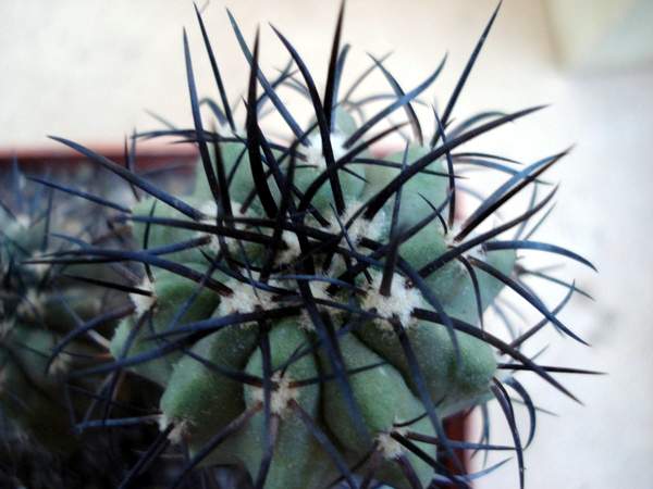 Ph_Copiapoa_calderana_v_spinosior1_Burzak.JPG