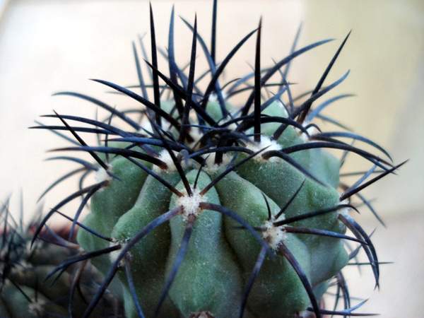 Ph_Copiapoa_calderana_v_spinosior2_Burzak.JPG