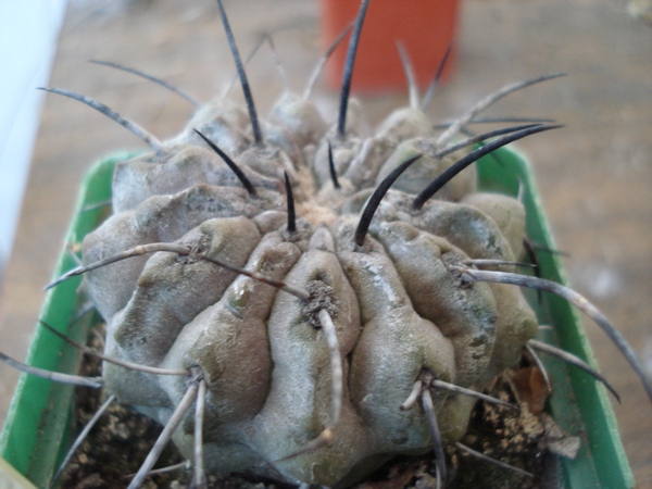 Ph_Copiapoa_dealbata1_Burzak.jpg