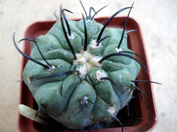 Ph_Copiapoa_dealbata3_Burzak.jpg