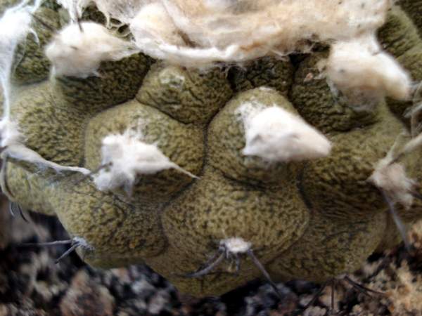 Ph Copiapoa hypogaea  cv  Lizard Skin Burzak
