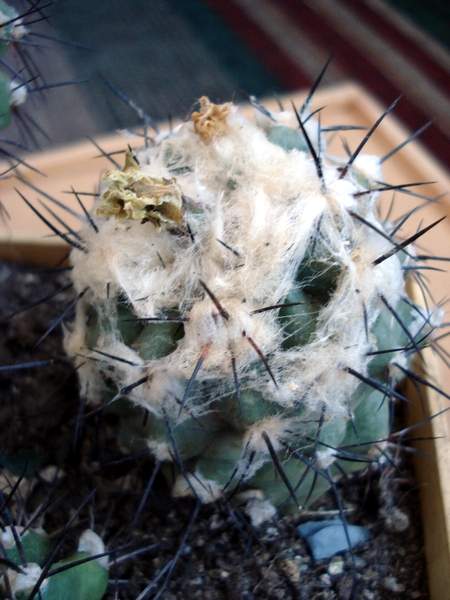 Ph Copiapoa malletiana Burzak