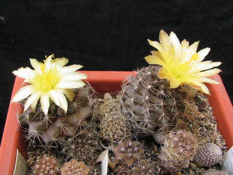 Copiapoa humilis