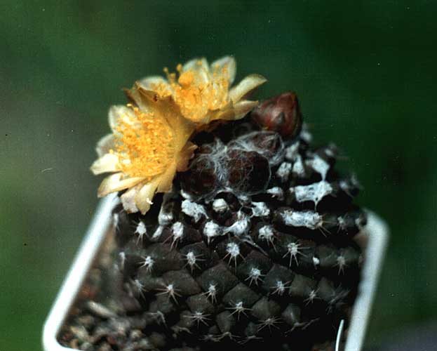 Copiapoa tenuissima