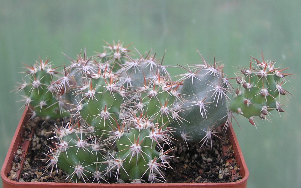 Corynopuntia moelleri v brevispina