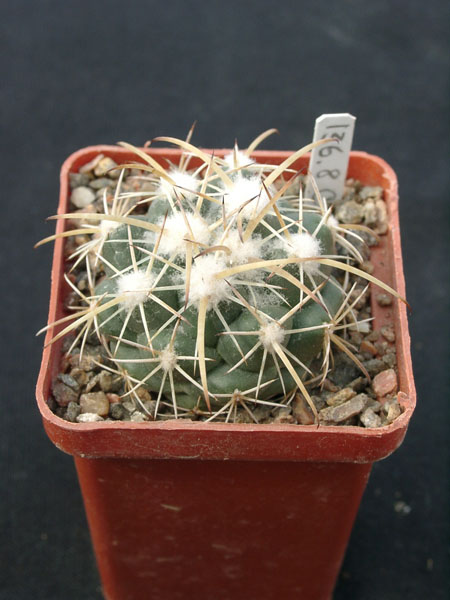 Coriphanta sulkolanata