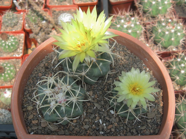 Coryphantha bumamma