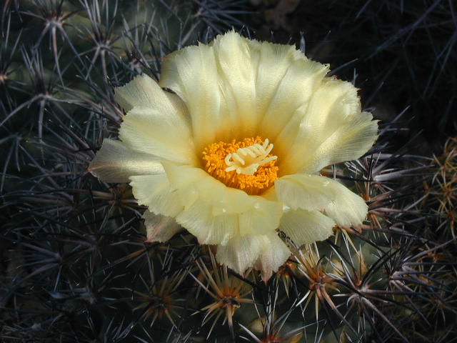 Coryphantha difficilis