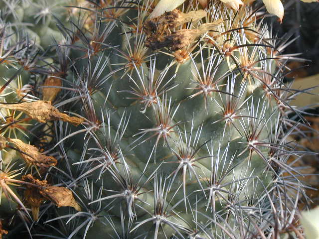 Coryphantha difficilis pl