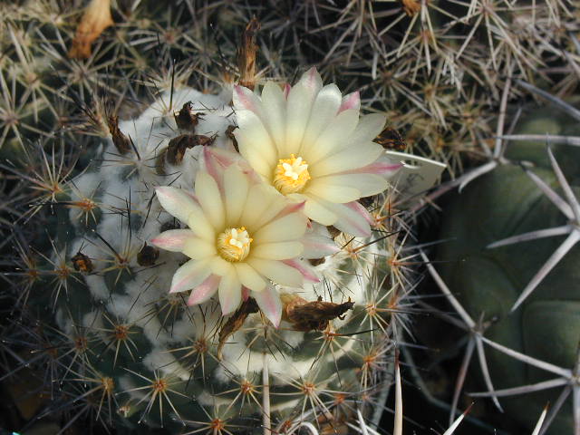 Coryphantha_durangensis.JPG