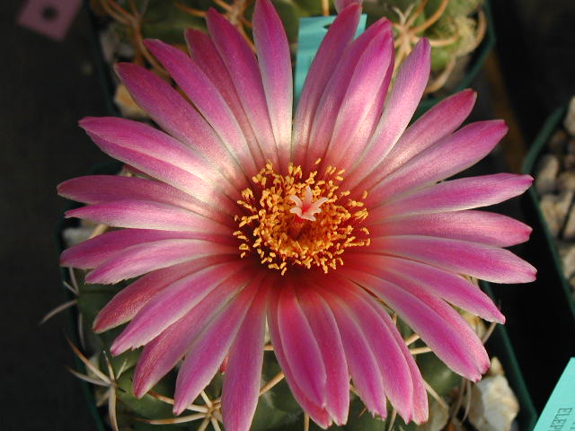 Coryphantha elephantidens dark pink fl