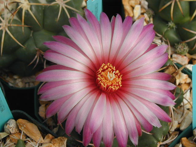 Coryphantha elephantidens fl