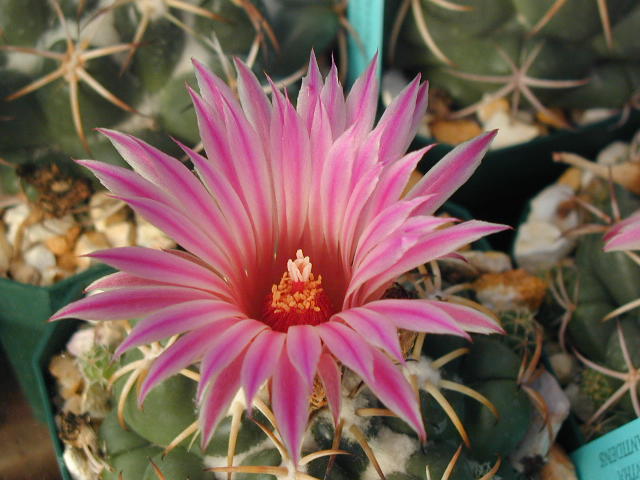 Coryphantha elephantidens mid pink fl