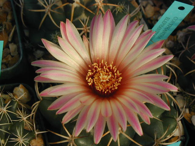 Coryphantha elephantidens y-p fl