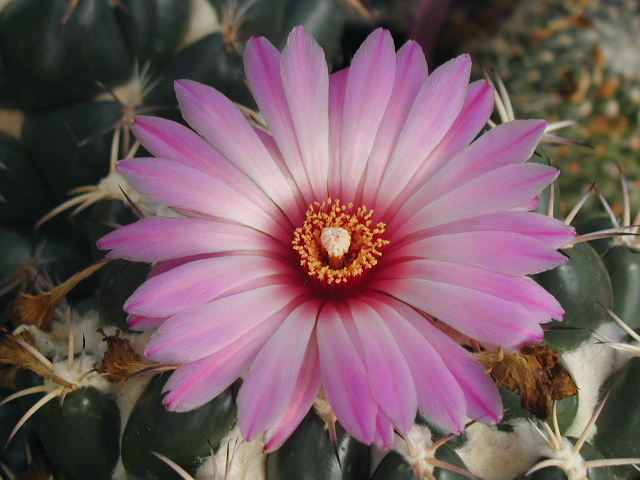 Coryphantha recurvispina fl